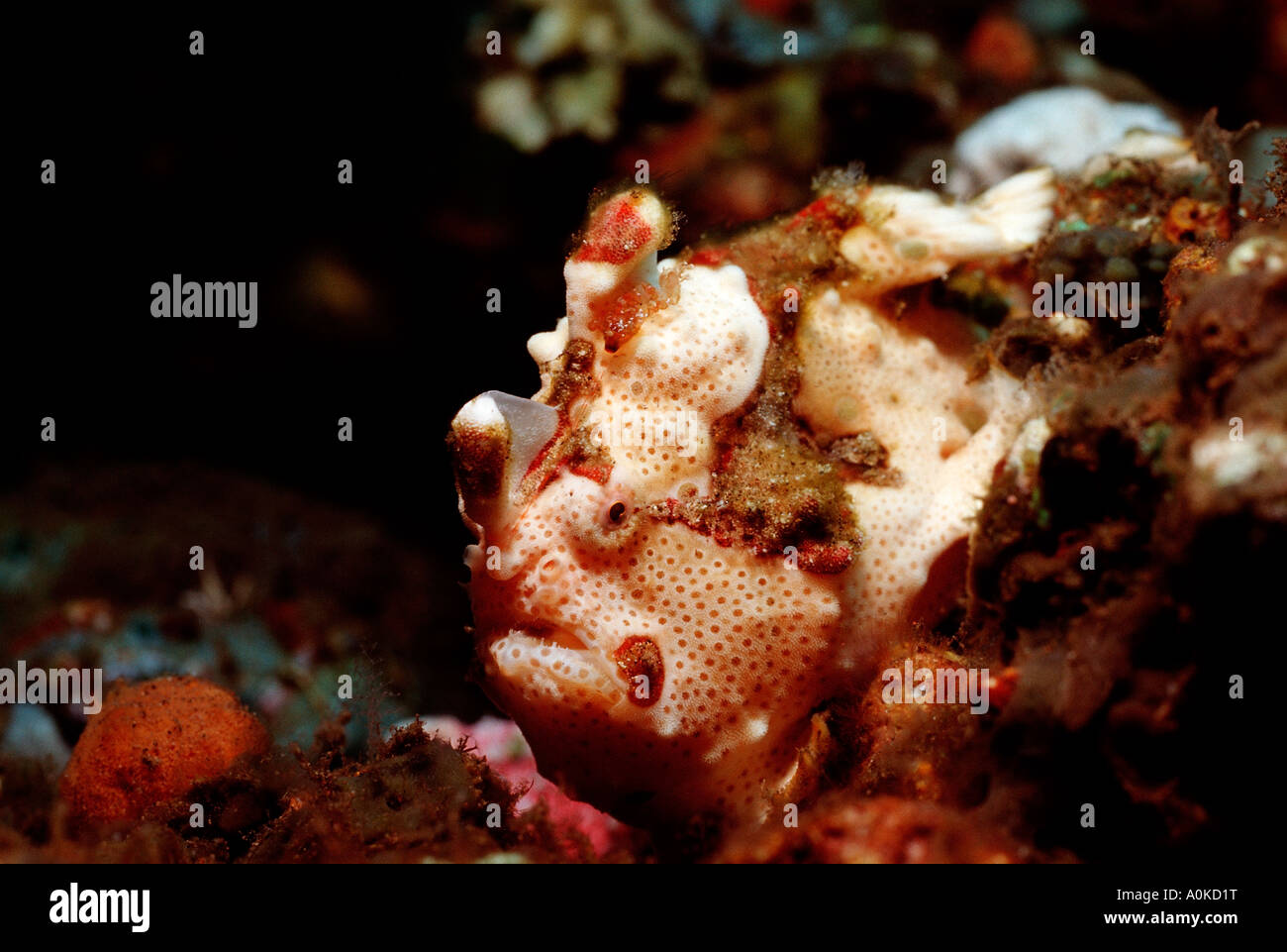 Dwarty Frogfish Antennarius maculatus Bali Indian Ocean Indonesia Stock Photo