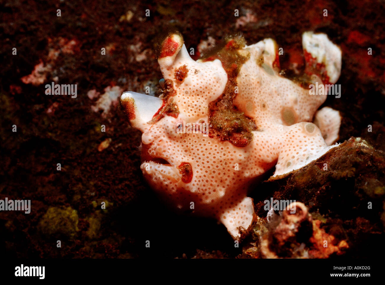Dwarty Frogfish Antennarius maculatus Bali Indian Ocean Indonesia Stock Photo