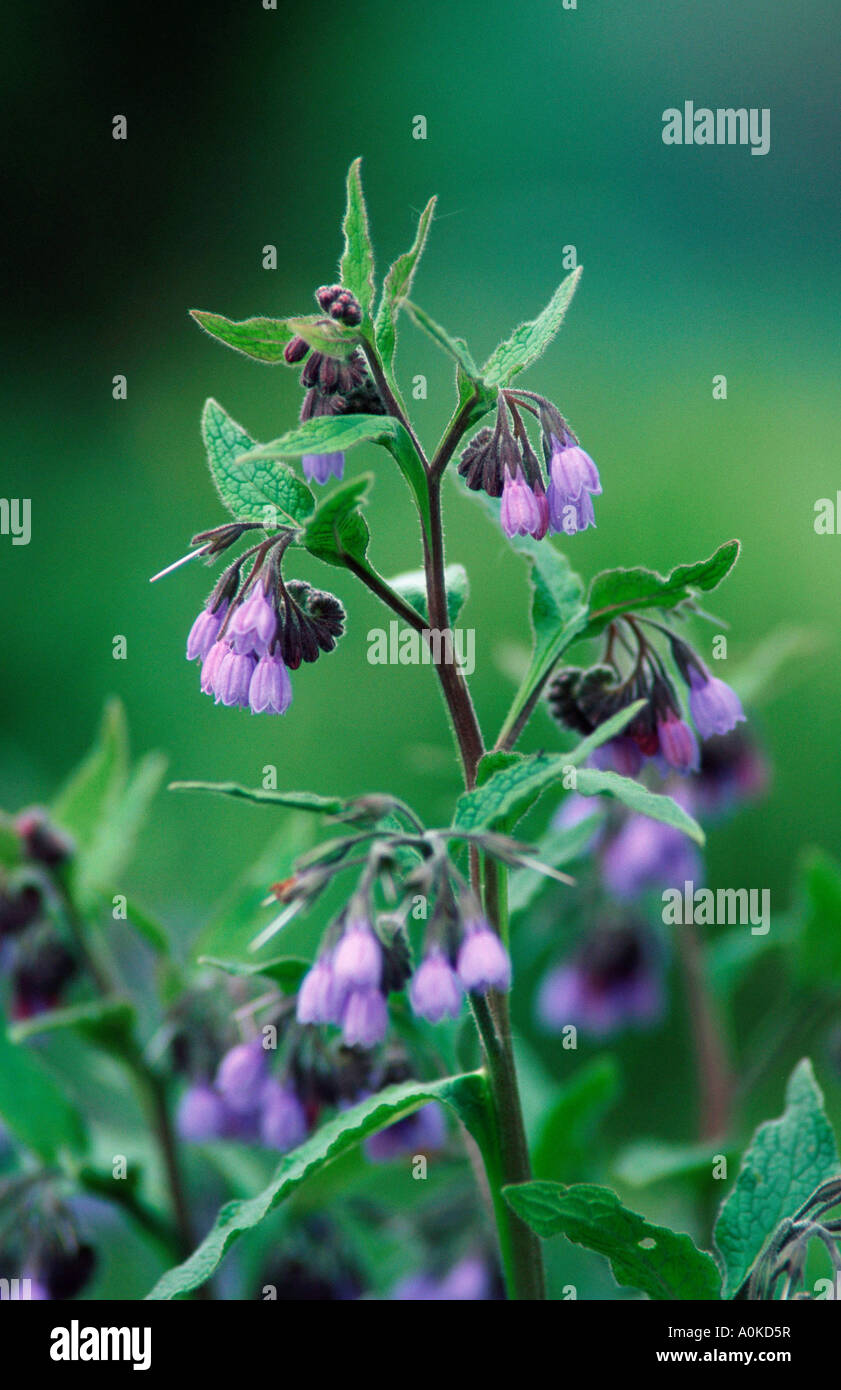 Common Comfrey Symphytum officinale Stock Photo - Alamy