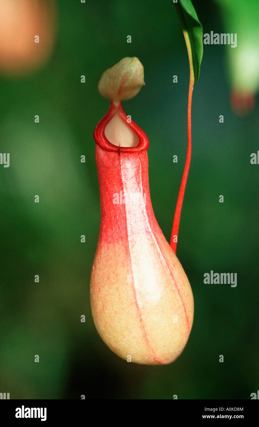 Kannenpflanze Nepenthes spec Kannenpflanzengewaechse Nepenthaceae plants Hochformat vertical Stock Photo