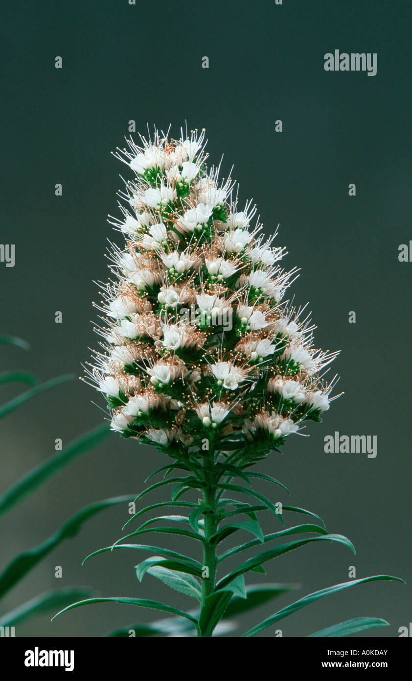 Bugloss Echium bethencourtii Stock Photo