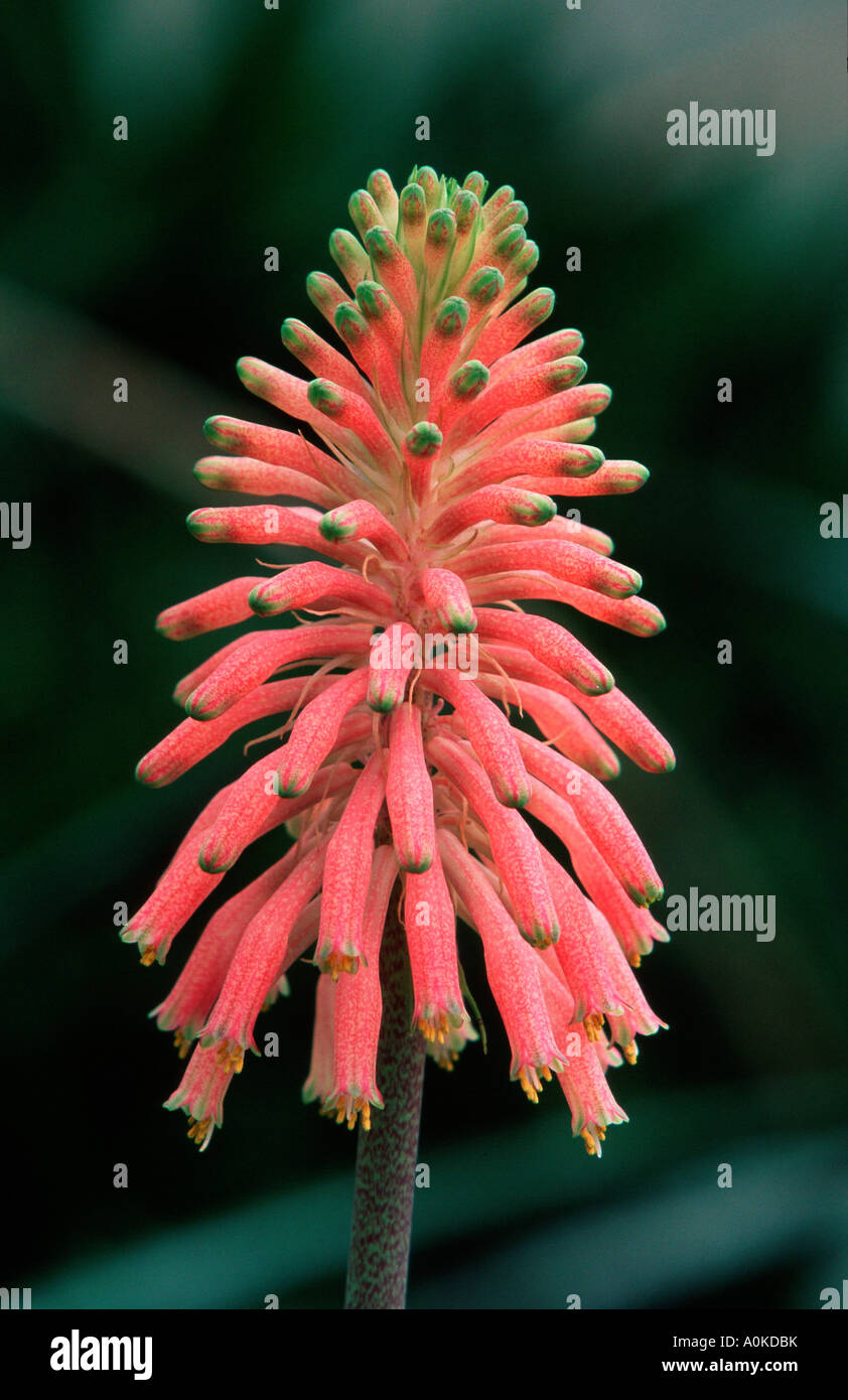 Lily Veltheimia viridifolia Stock Photo