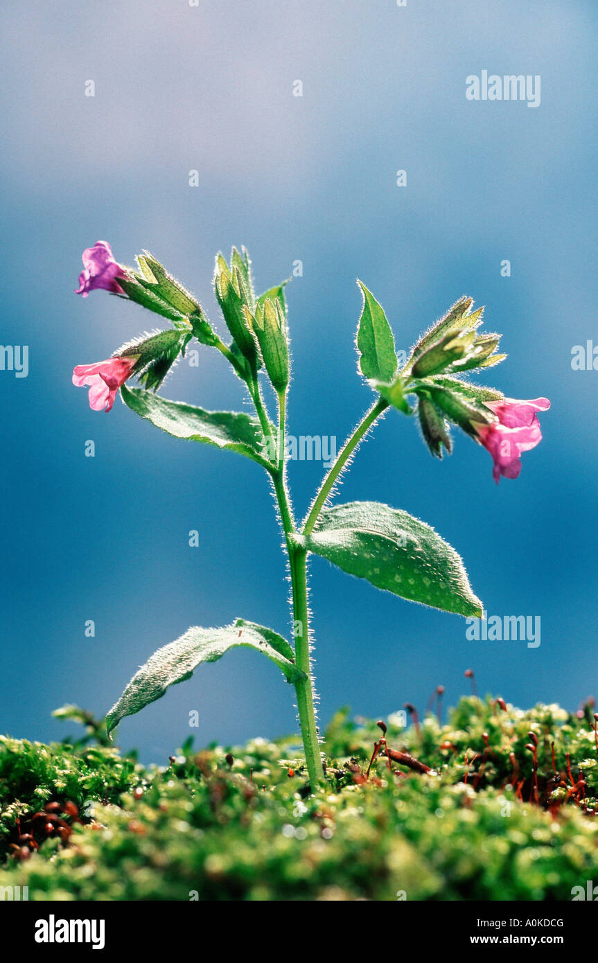 Lungwort Pulmonaria officinalis Stock Photo - Alamy