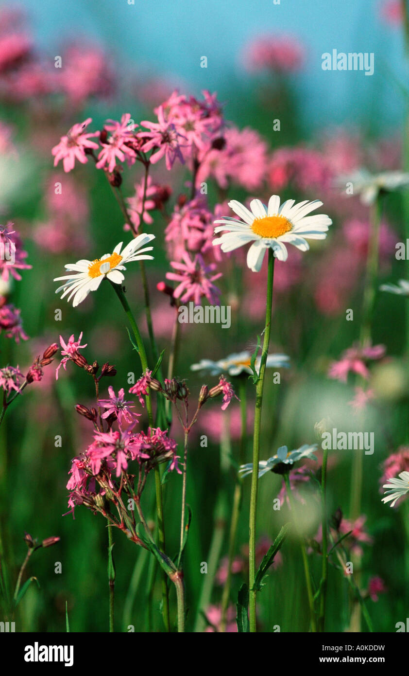 meadow with oxeye daisy, margherites, low angle shot, worm's eye view,  Stock Photo, Picture And Rights Managed Image. Pic. XB1-1155692