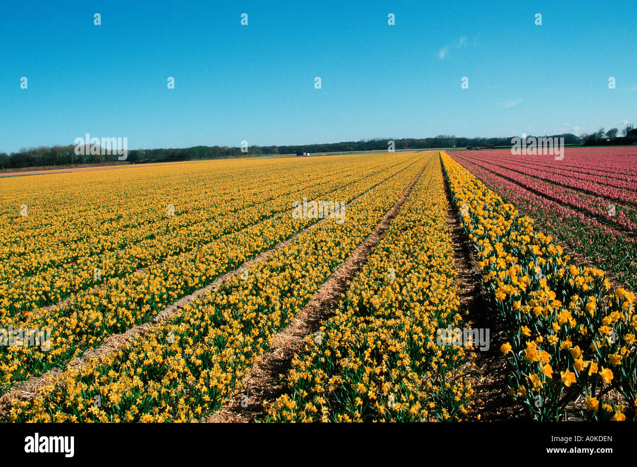 Daffodil field Lisse Netherlands Stock Photo Alamy