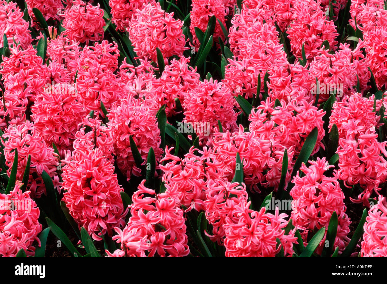 Hyacinths Pink Pearl Hycinthus orientalis hybrid Stock Photo Alamy