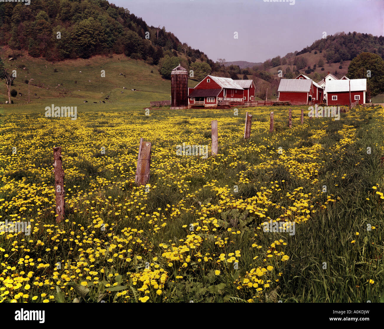 James Howe farm near Tunbridge in Vermont during Spring when dandelions