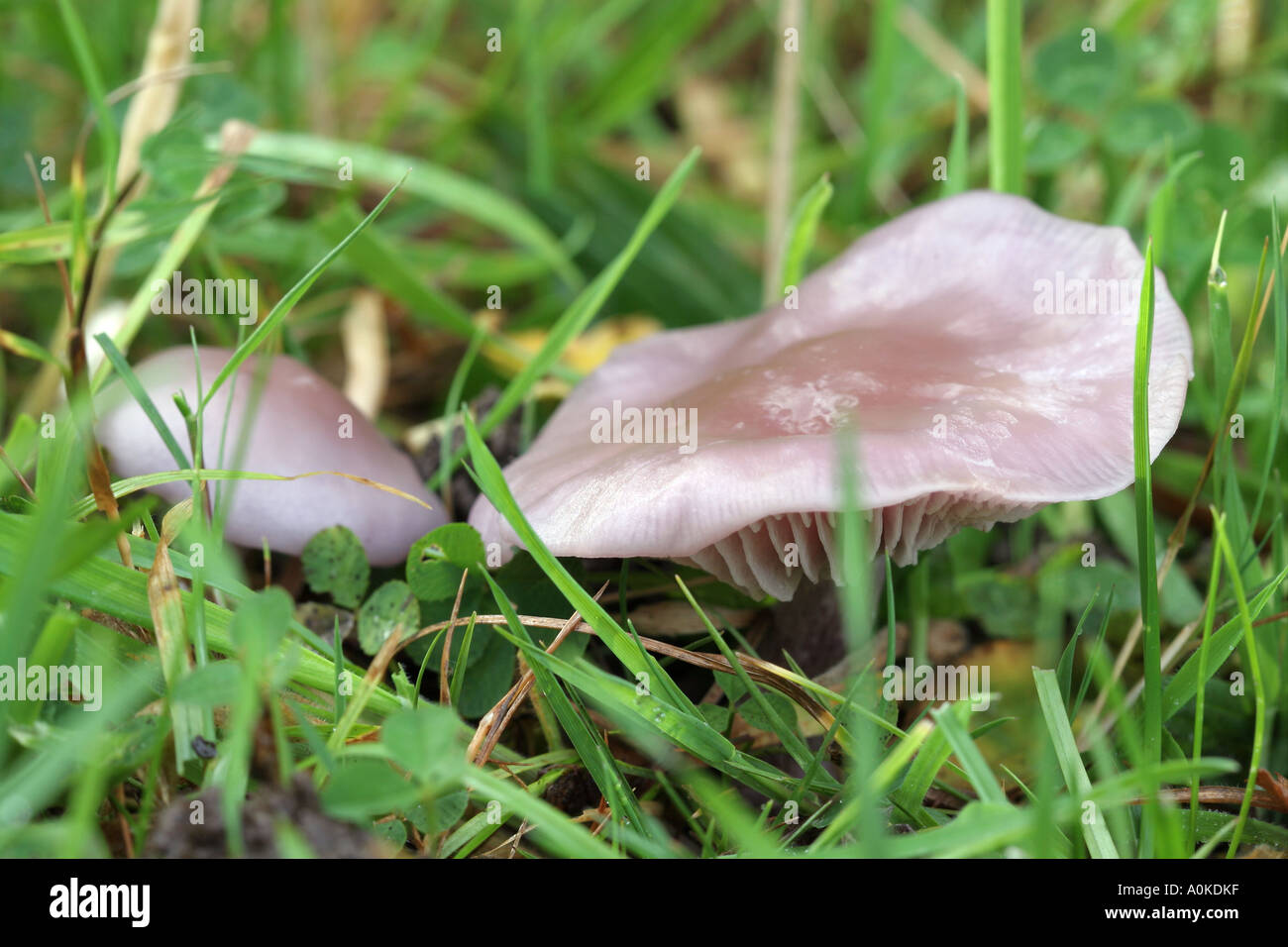 Slimy Milk-Cap (Lactarius Blennius) Stock Photo