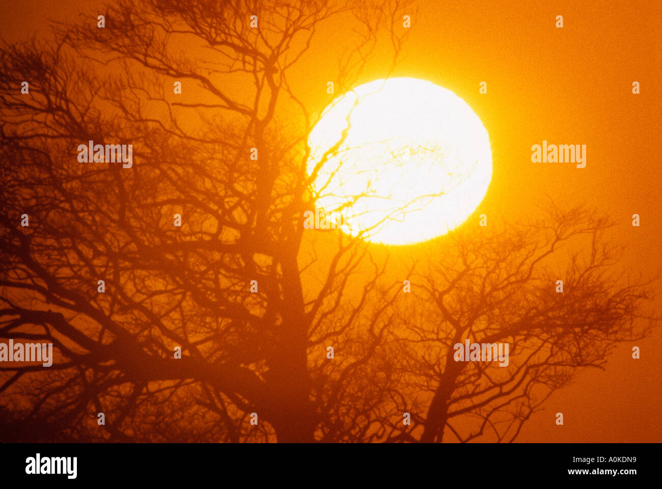 Large sun behind branches of tree in winter Wales UK Stock Photo