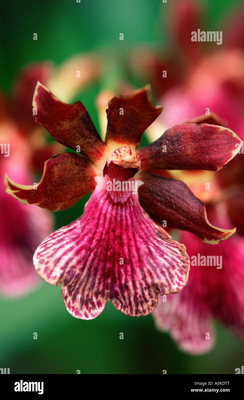 Orchid flower Zygopetalum mackayi Stock Photo