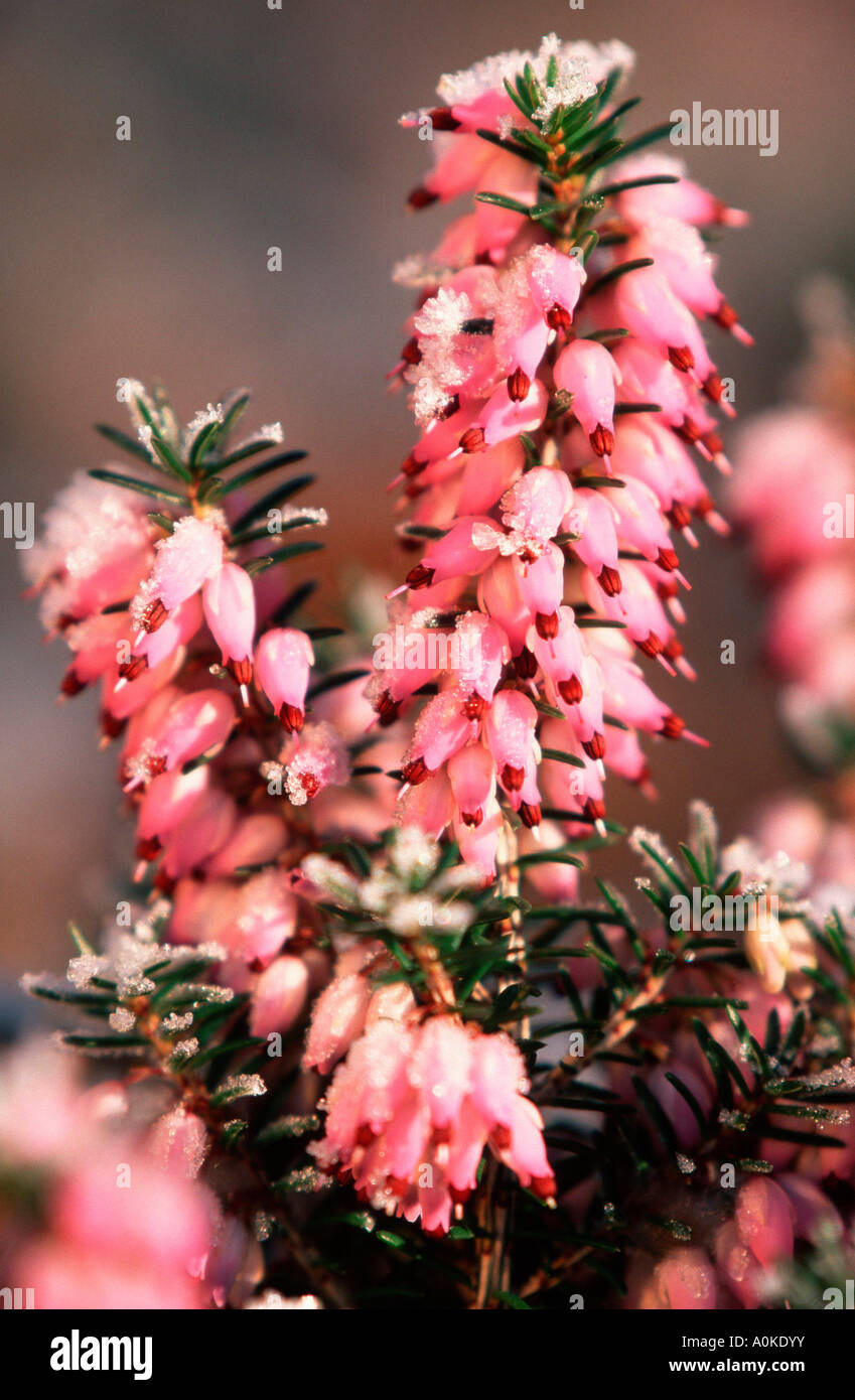Heather flowers covered with hoarfrost Erica herbacea Stock Photo