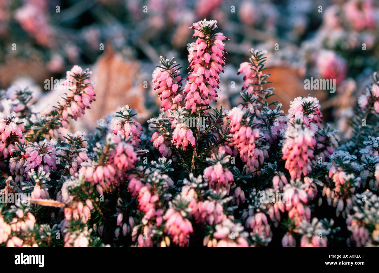 Heather covered with hoarfrost Erica herbacea Stock Photo