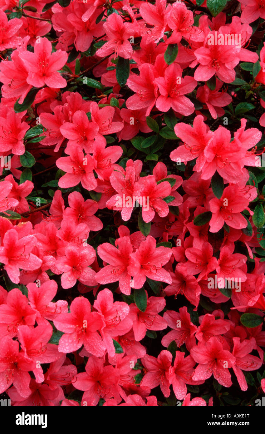 Rhododendron kaempferi hi-res stock photography and images - Alamy