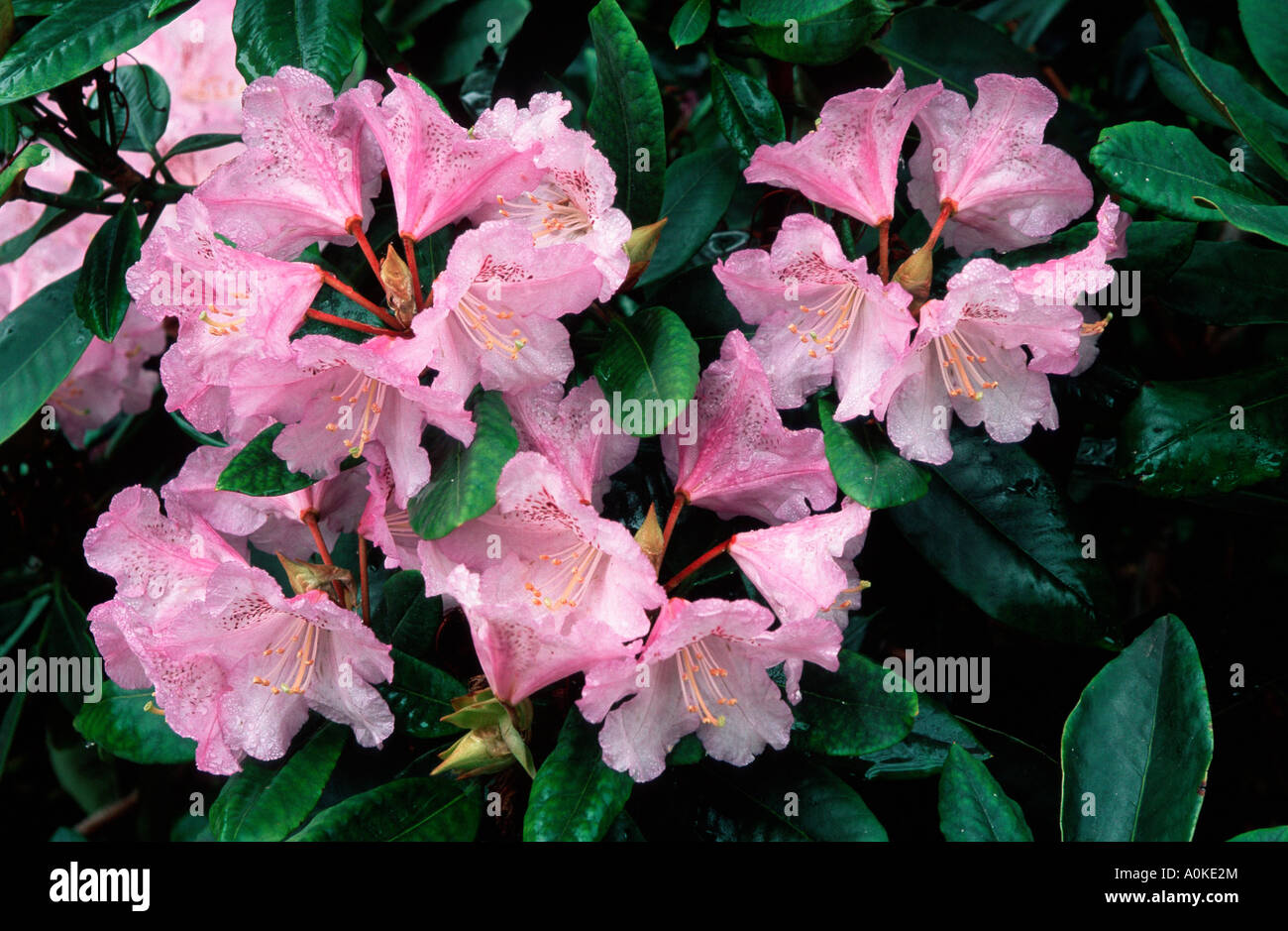 Rhododendron susan hi-res stock photography and images - Alamy
