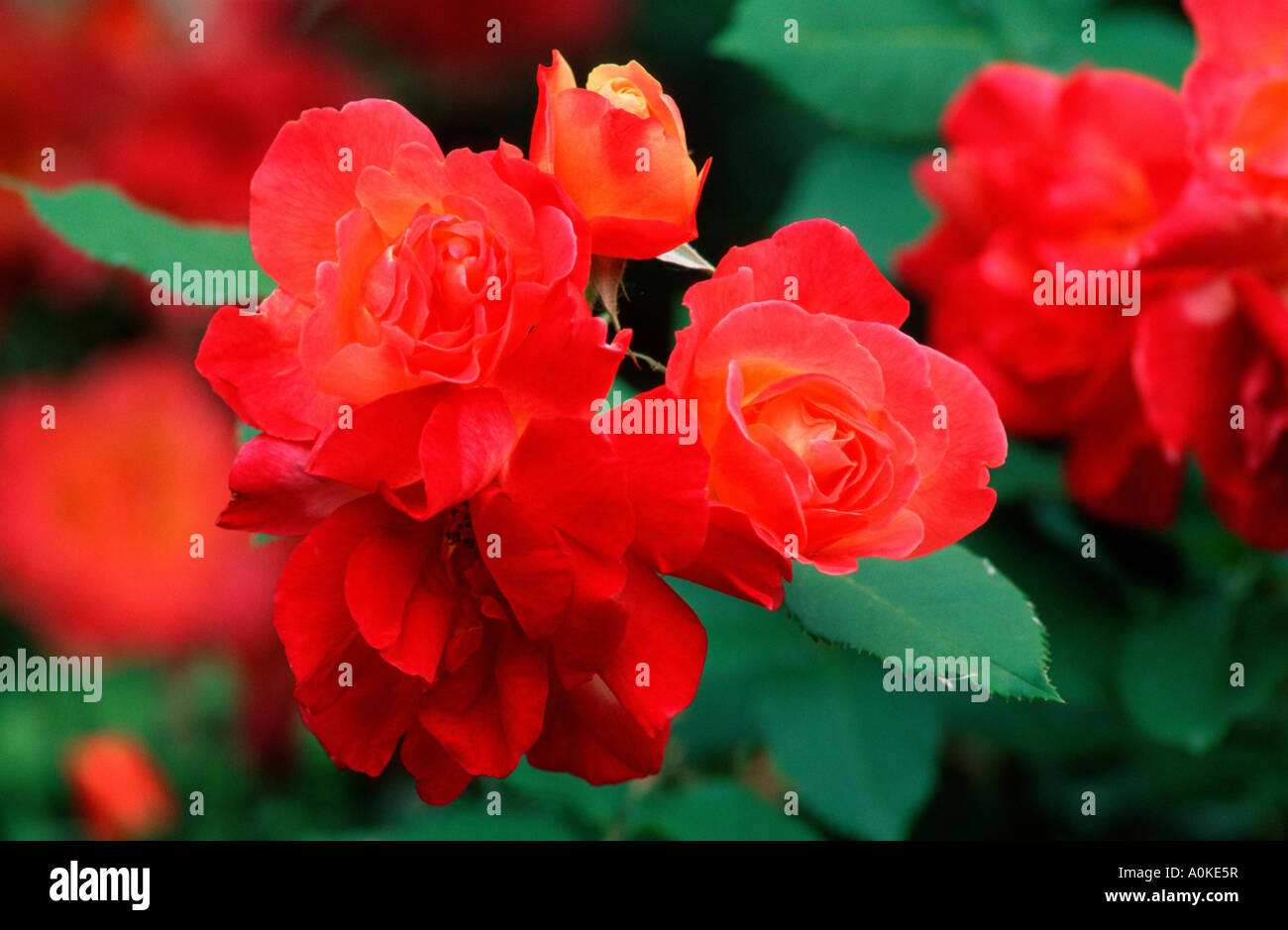 Climbing Rose Joseph s Coat Stock Photo Alamy
