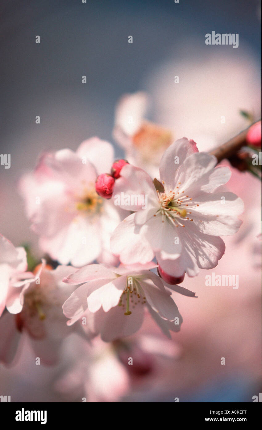 Cherry blossom Prunus x yedoensis Stock Photo - Alamy