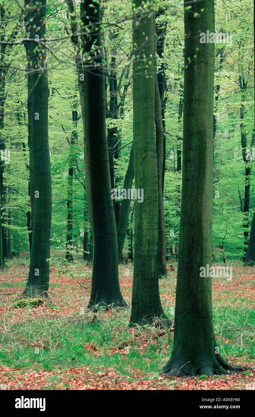 Deciduous Forest in spring North Rhine Westphalia Germany Stock Photo