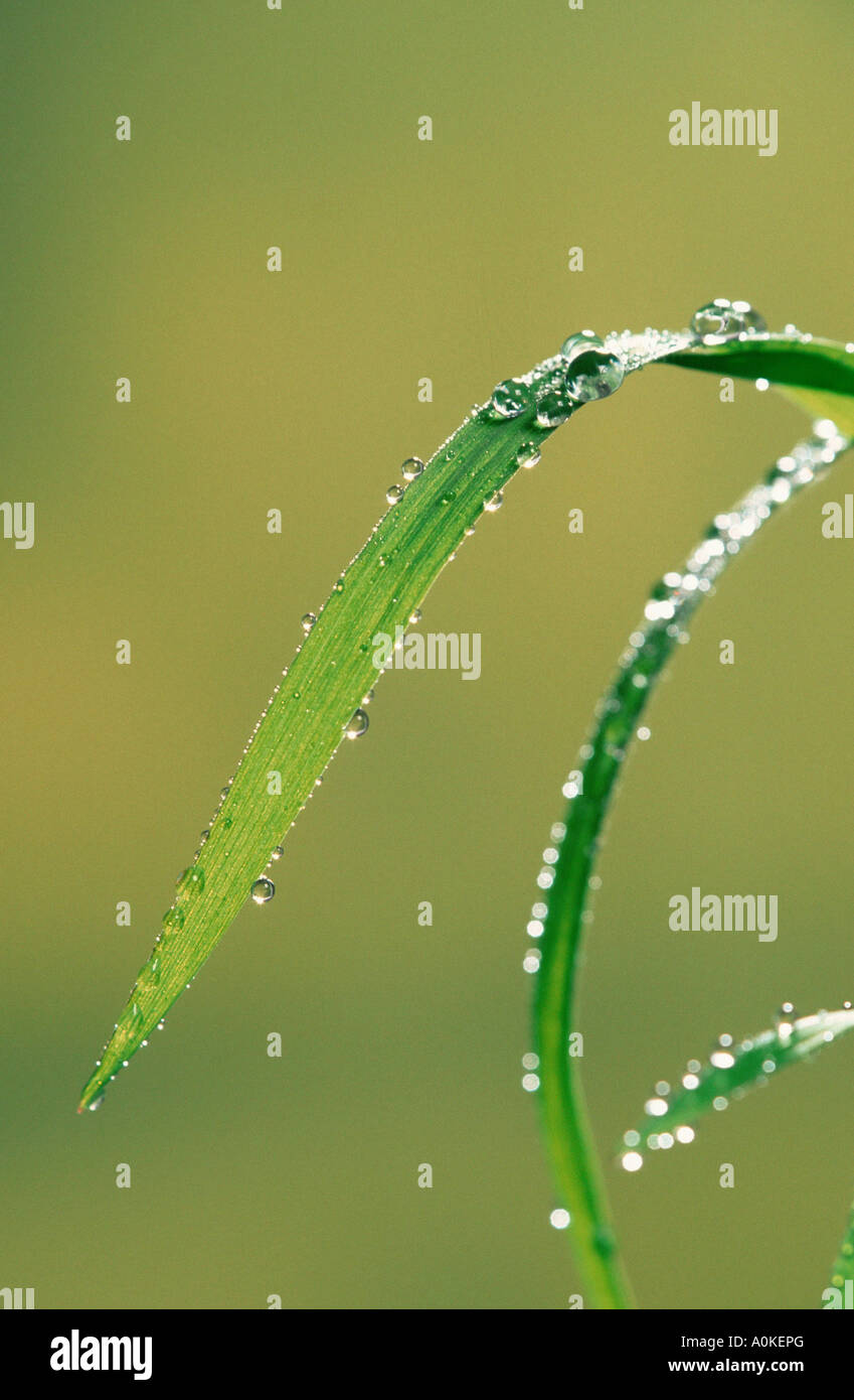 Blades of grass with waterdrops Grashalme mit Wassertropfen gruen green Hochformat vertical drop of water Stock Photo