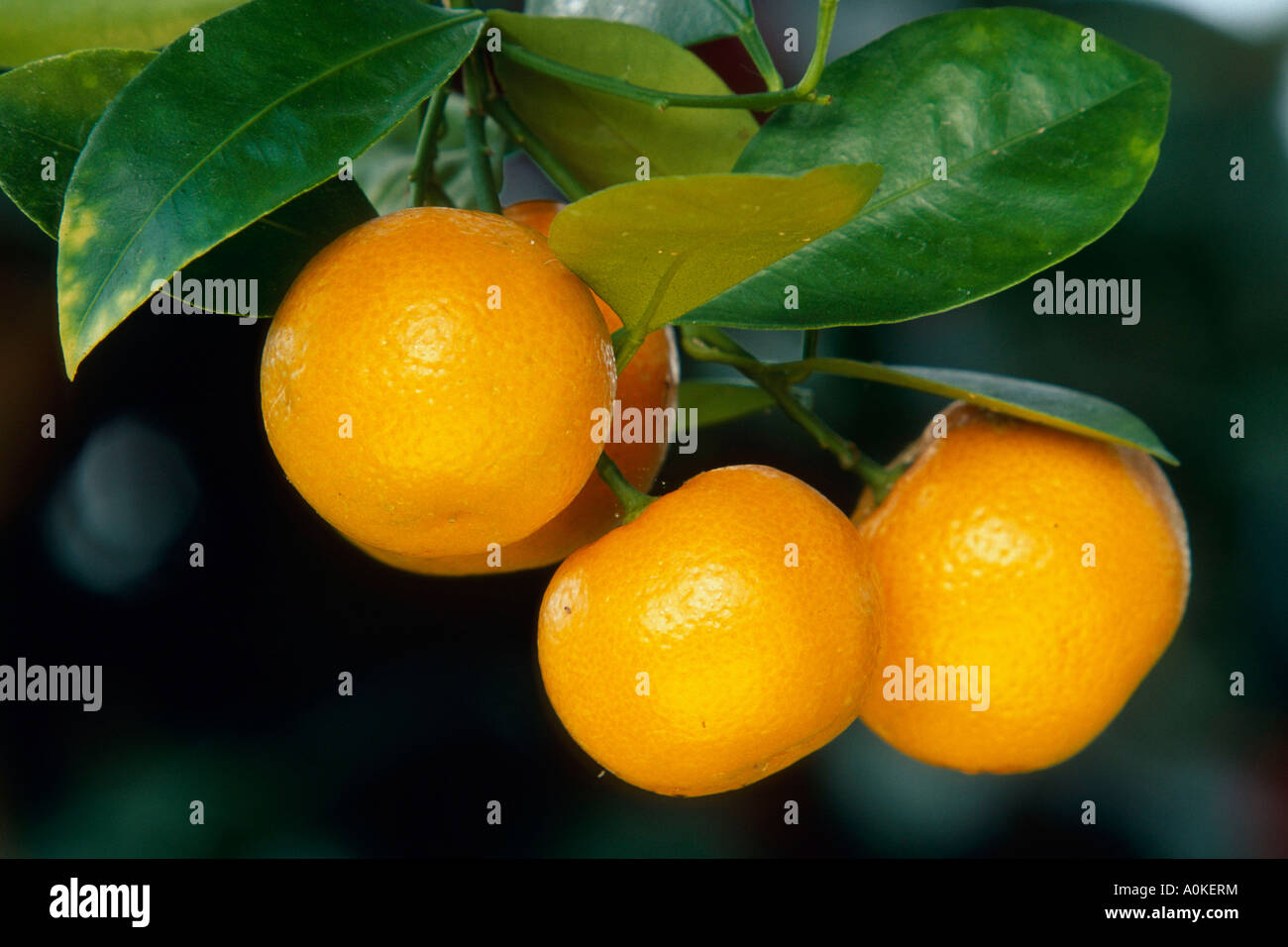 Tangerines Mandarines on tree Citrus x limonia Rutaceae three orange horizontal Stock Photo
