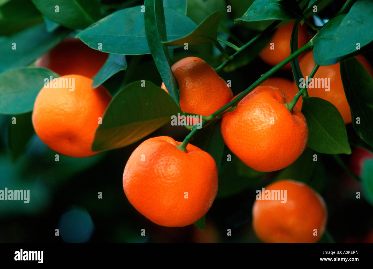 Tangerines Mandarines on tree Citrus x limonia Stock Photo
