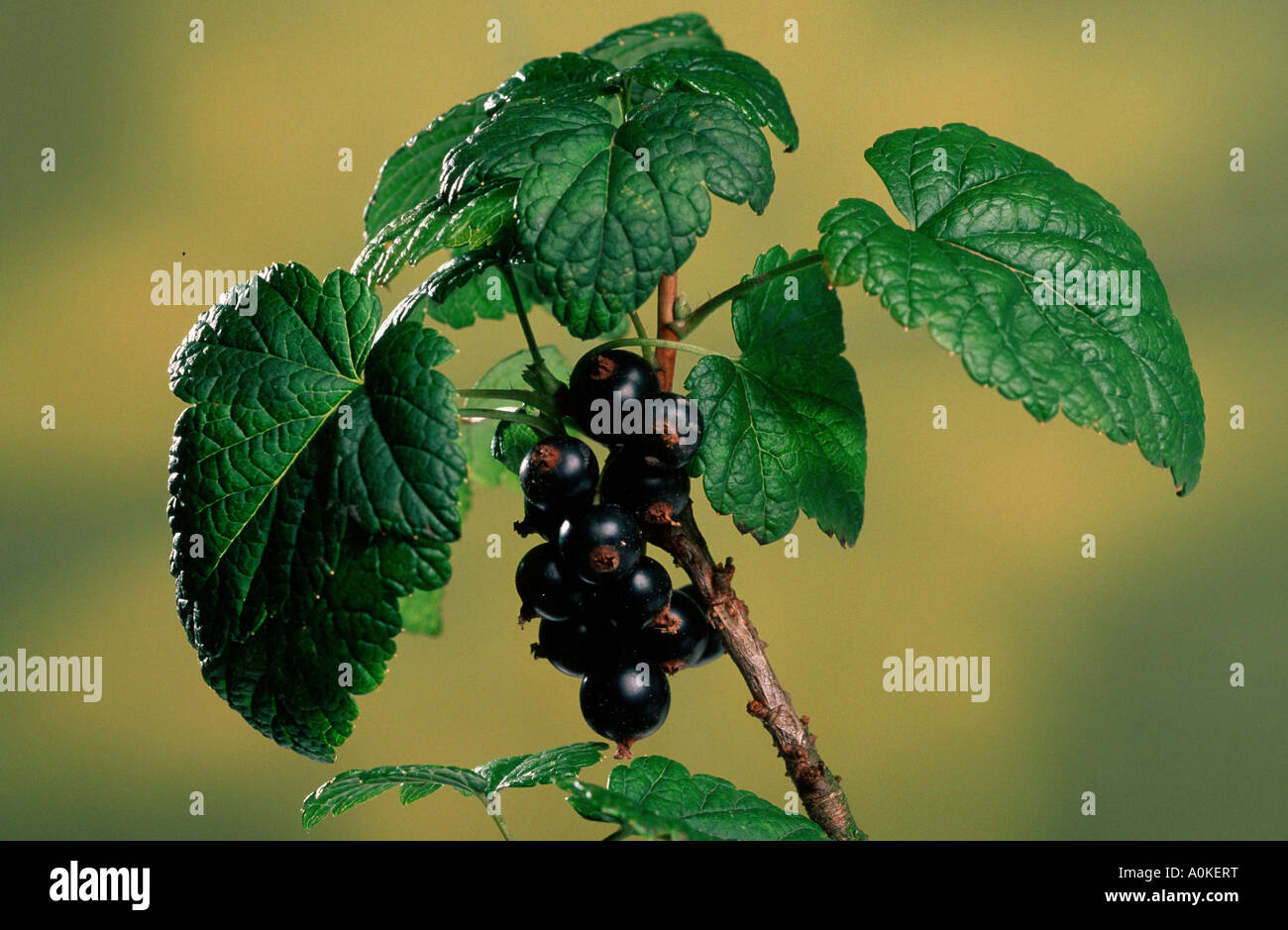 Black Currants Ribes nigrum Stock Photo Alamy