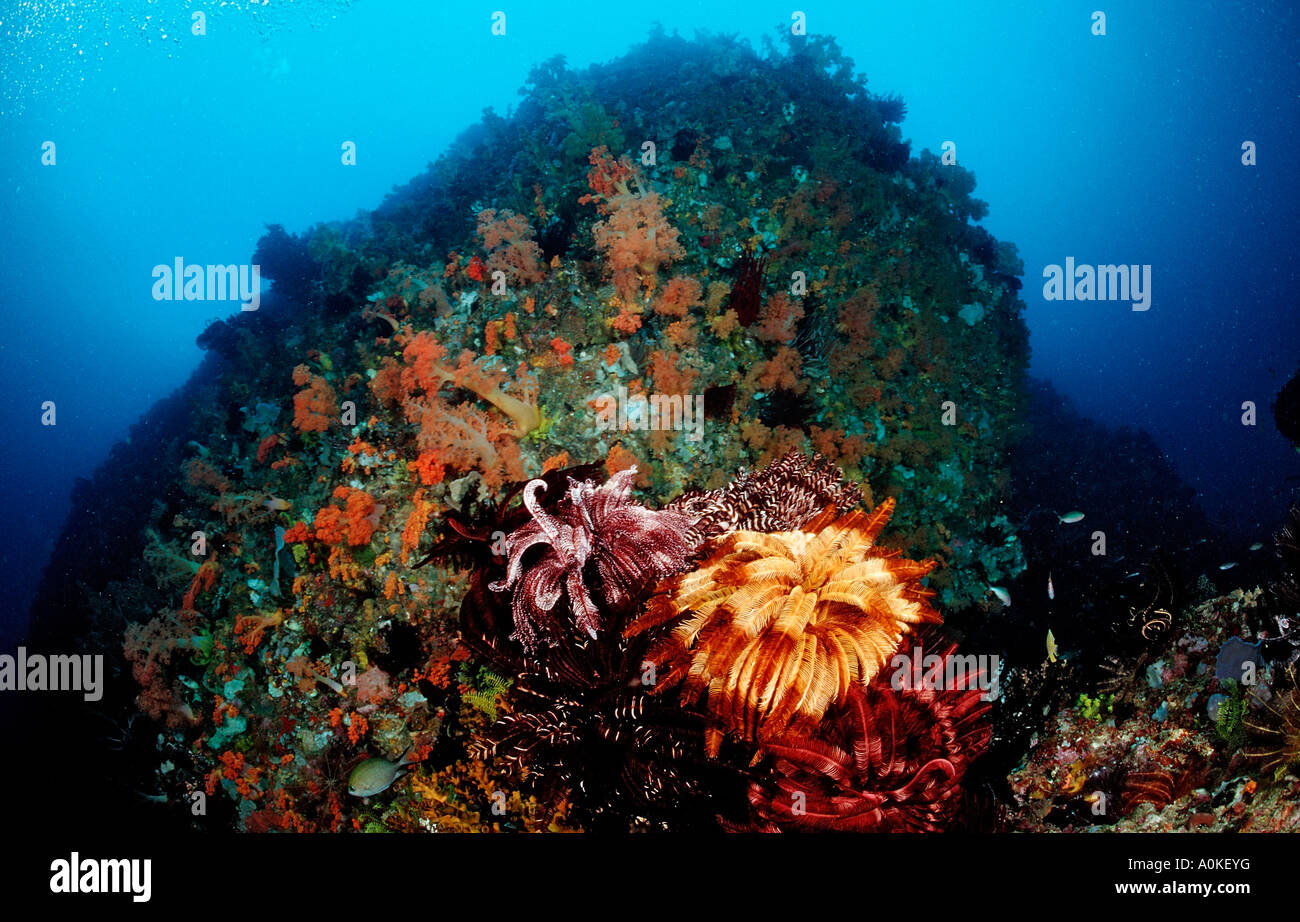 Crinoids at Coral Reef Crinoidea Komodo Flores sea Indonesia Stock Photo
