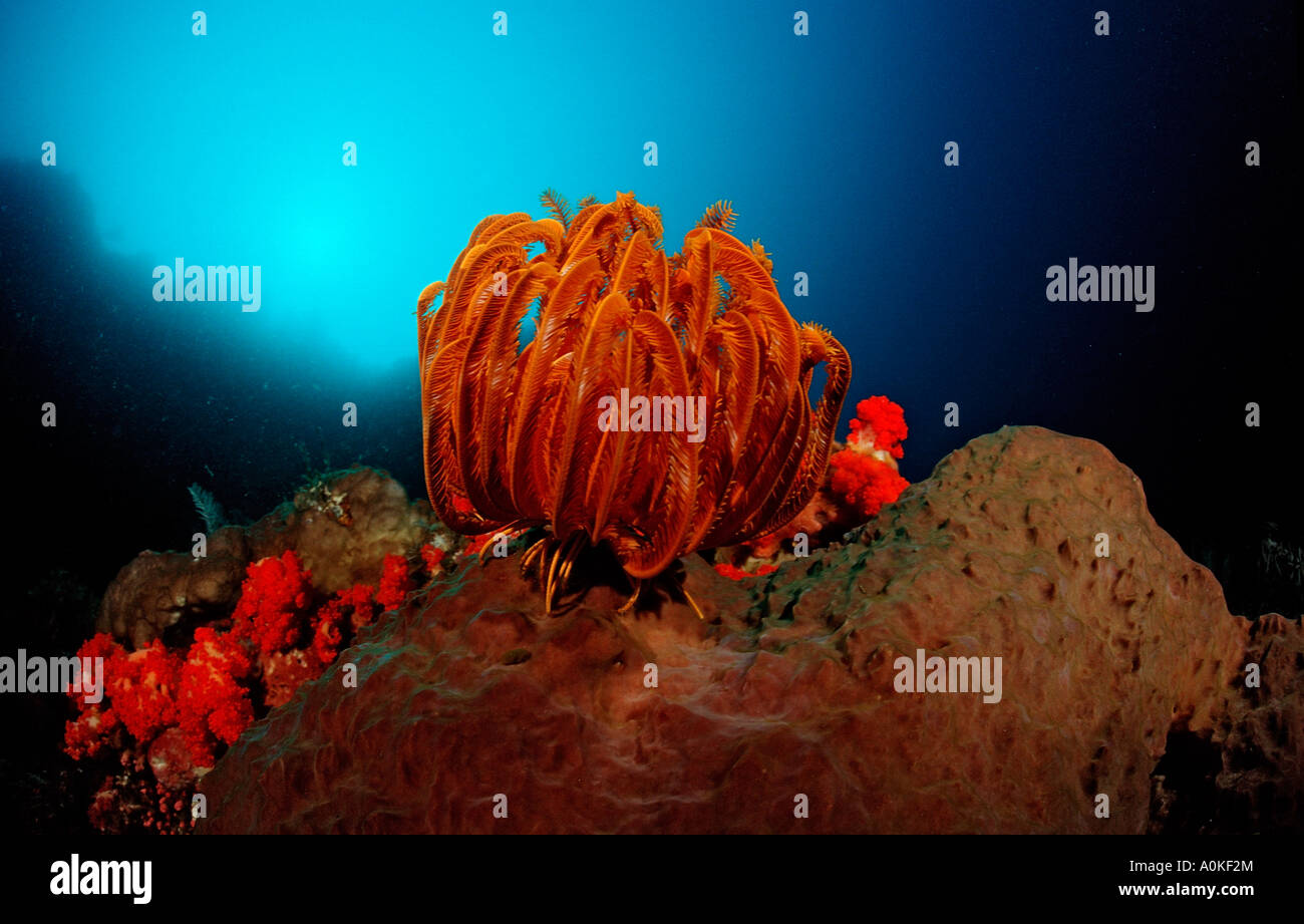 Crinoid at Sponge Crinoidea Porifera Manado Sulawesi Celebes Sea Indonesia Stock Photo