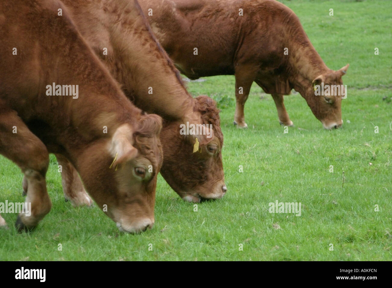 Three brown cows grazing Stock Photo - Alamy