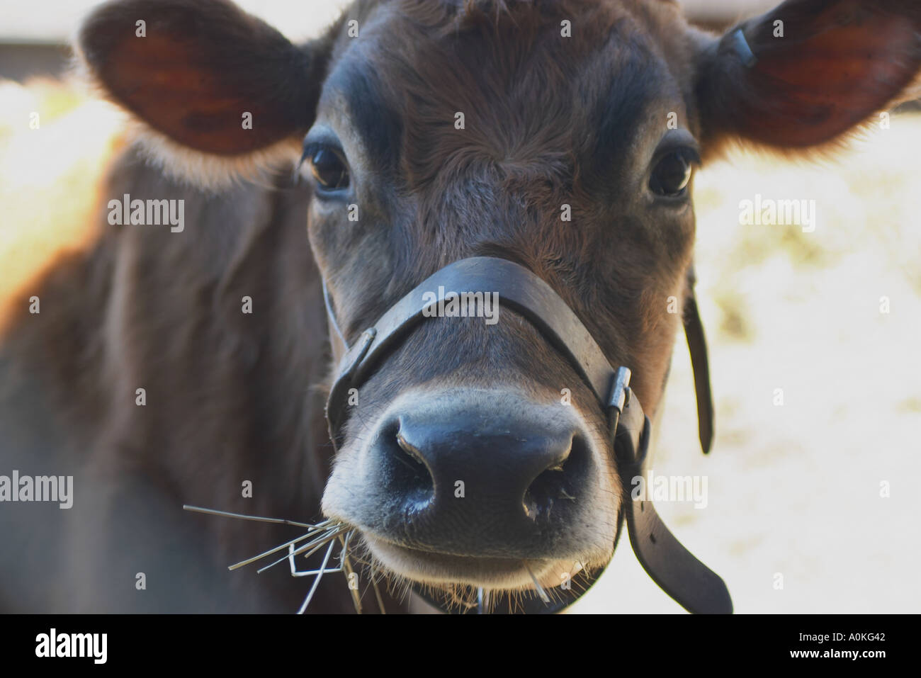 Young Cow Eating Stock Photo