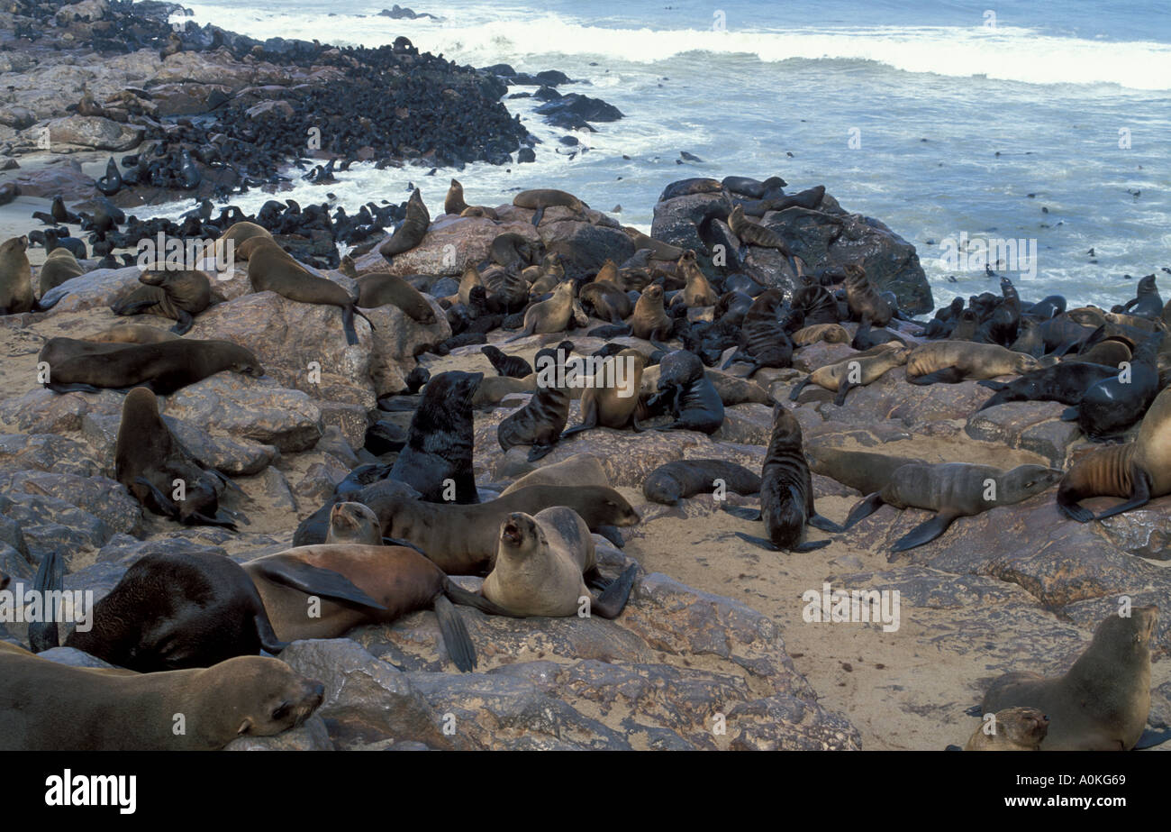 Seal colony Arctocephalus pusillus pusillus at Cape Cross Namibia Stock Photo