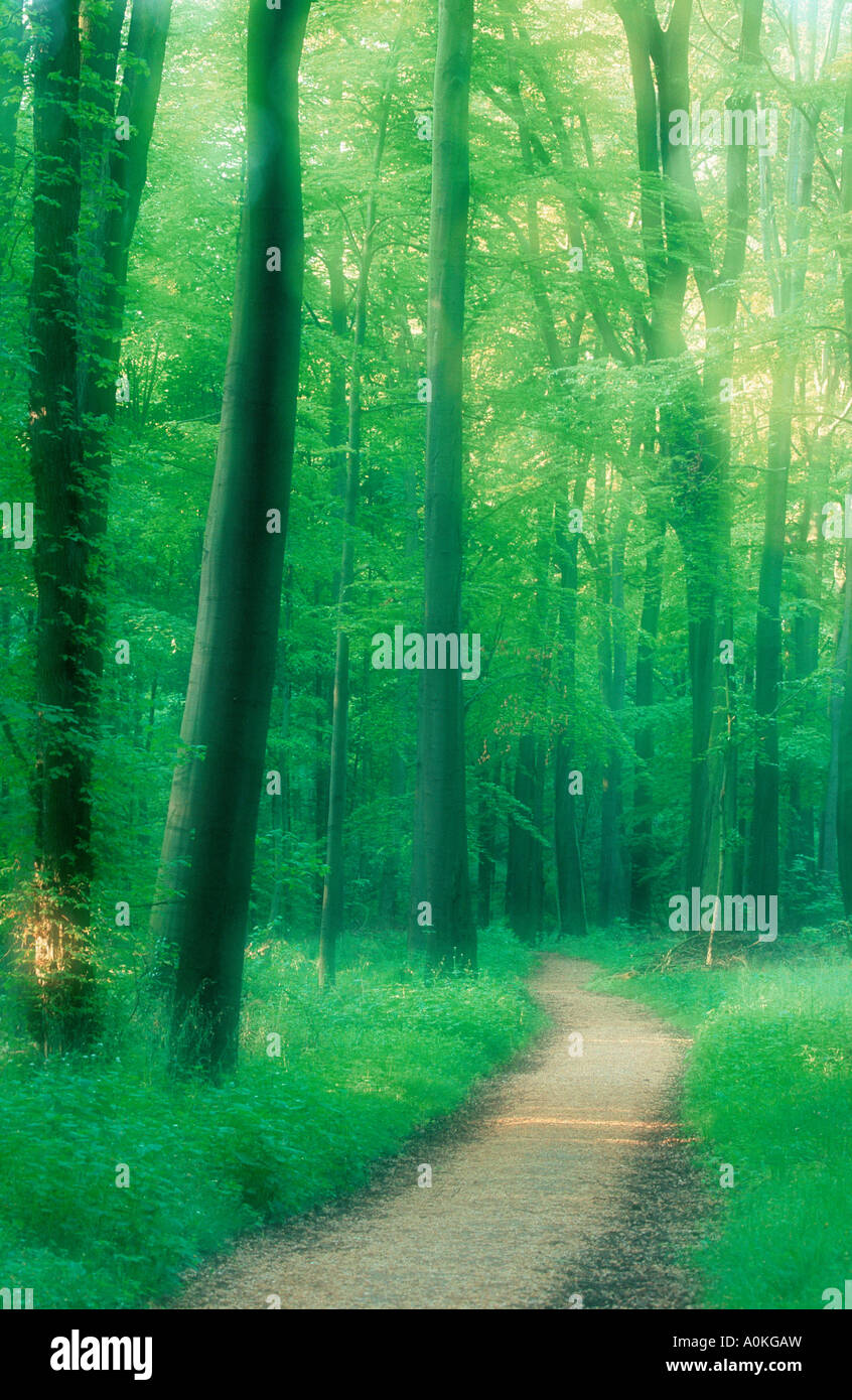 Deciduous Path Path through Deciduous forest in morning light in spring North Rhine ...