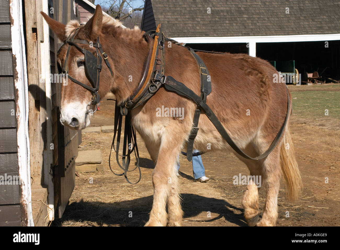 Horse mule barn hi-res stock photography and images - Alamy