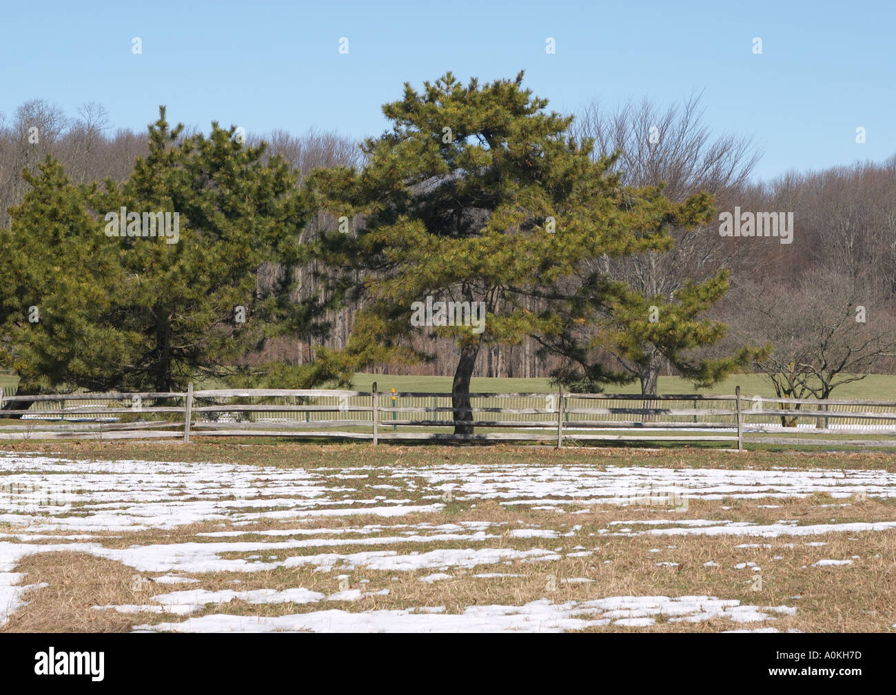 Evergreen tree in snow hi-res stock photography and images - Alamy
