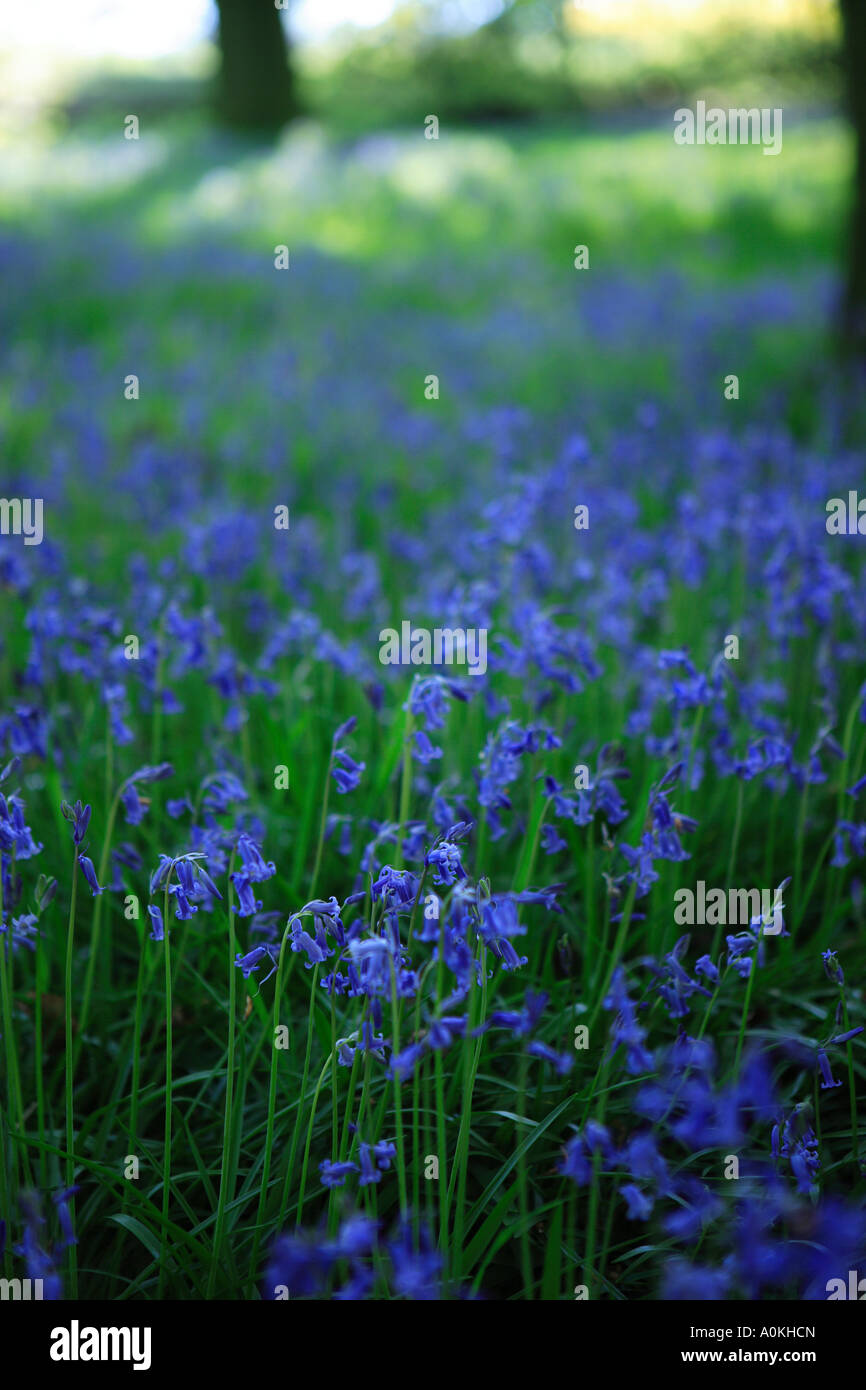 Bluebells Stock Photo