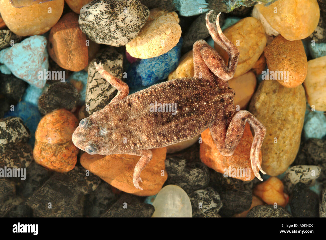 dwarf  African frog Stock Photo