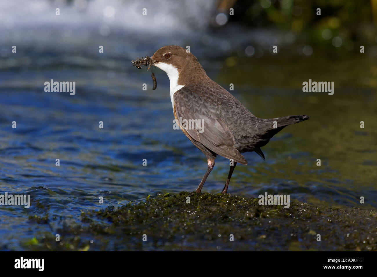 Dipper Cinclus cinclus staqnding on moss covered rock with beak full of insects ready to feed to young with rapids in background Stock Photo