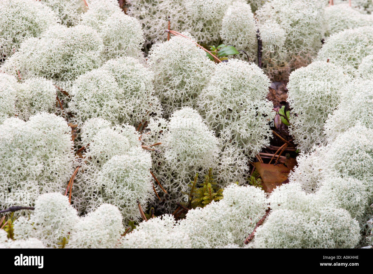 reindeer moss Stock Photo Alamy