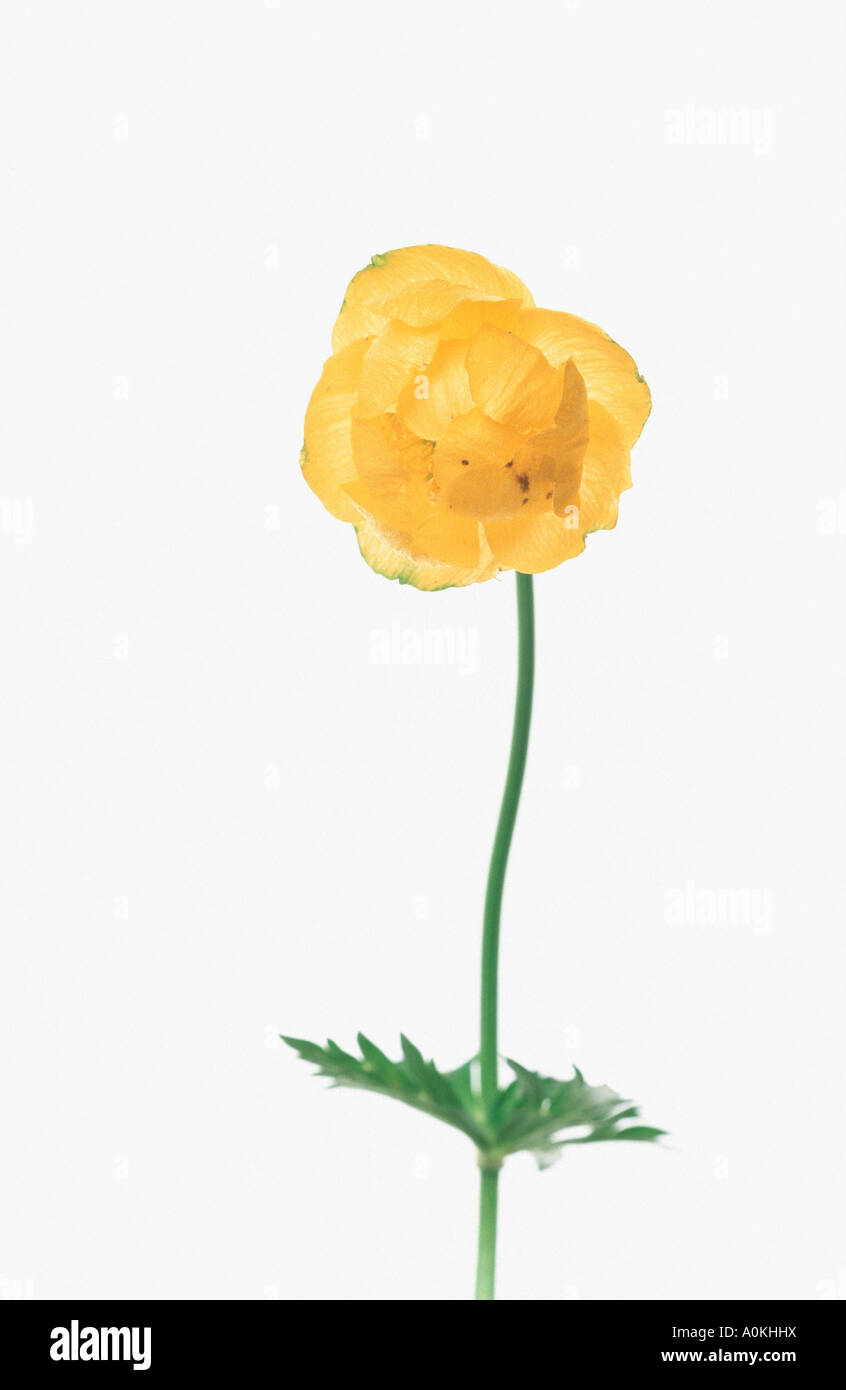 Globe Flower Trollius europaeus Stock Photo