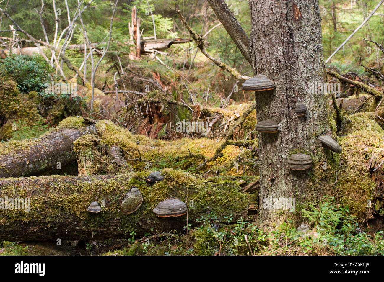 old backwoods Stock Photo Alamy
