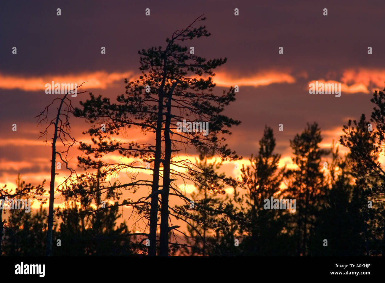 Dawn in the forest Stock Photo - Alamy