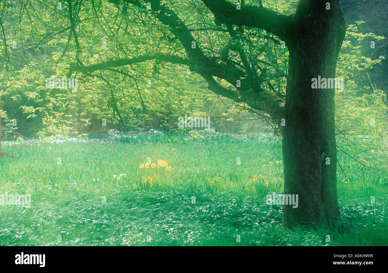 Daffodils under tree Mainau Baden Wuerttemberg Germany Stock Photo Alamy