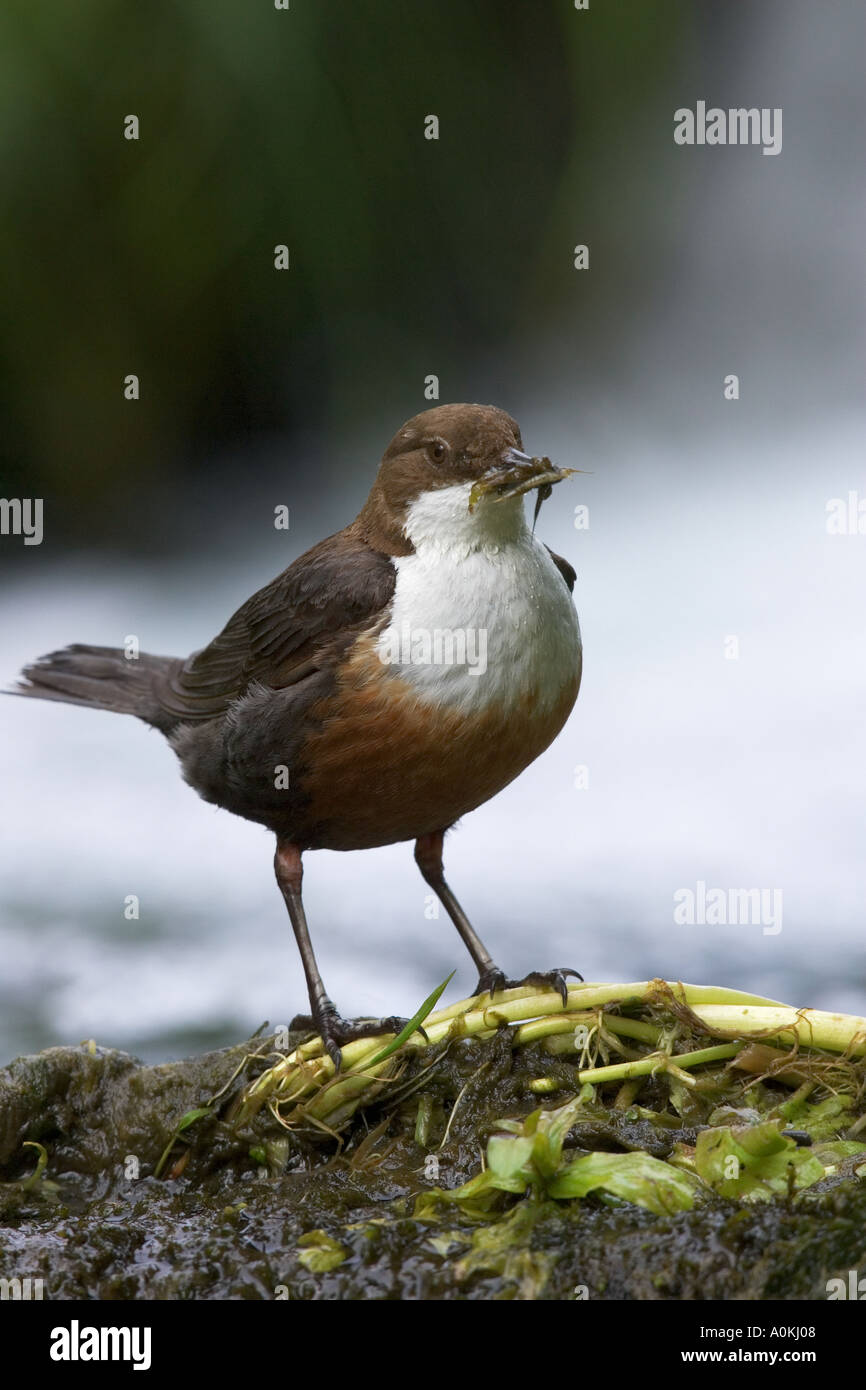 Dipper Cinclus cinclus standing on moss covered rock with beak full os insects with white water in background derbyshire Stock Photo