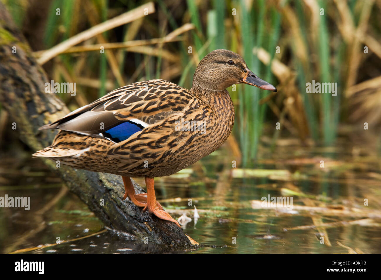 Staning Female Mallard Anas platyrhynchos Femail staning on branch in reedbed ...