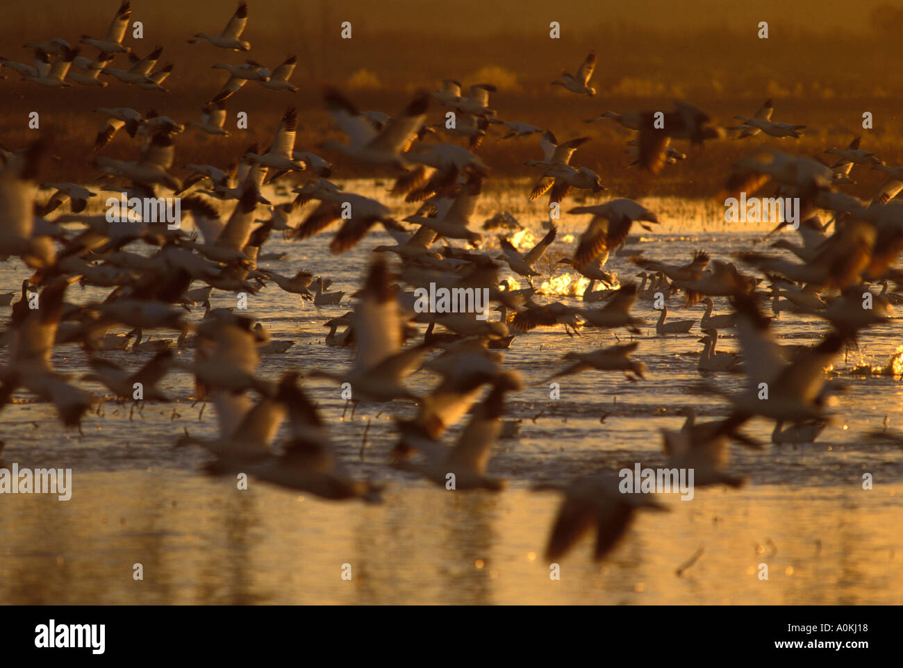 Sunrise snow geese lift off hi-res stock photography and images - Alamy