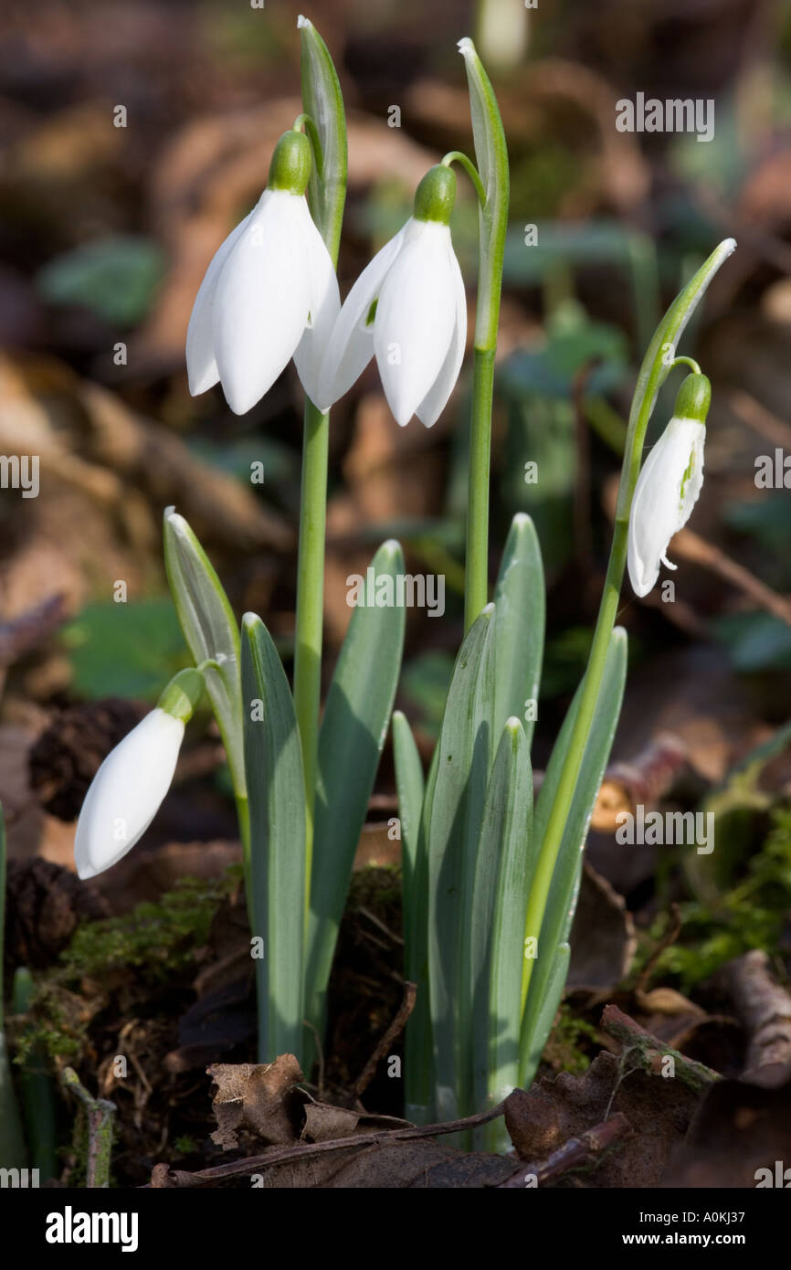 Nice stand of Snowdrops Galanthus nivalis detail view shefford bedfordshire Stock Photo