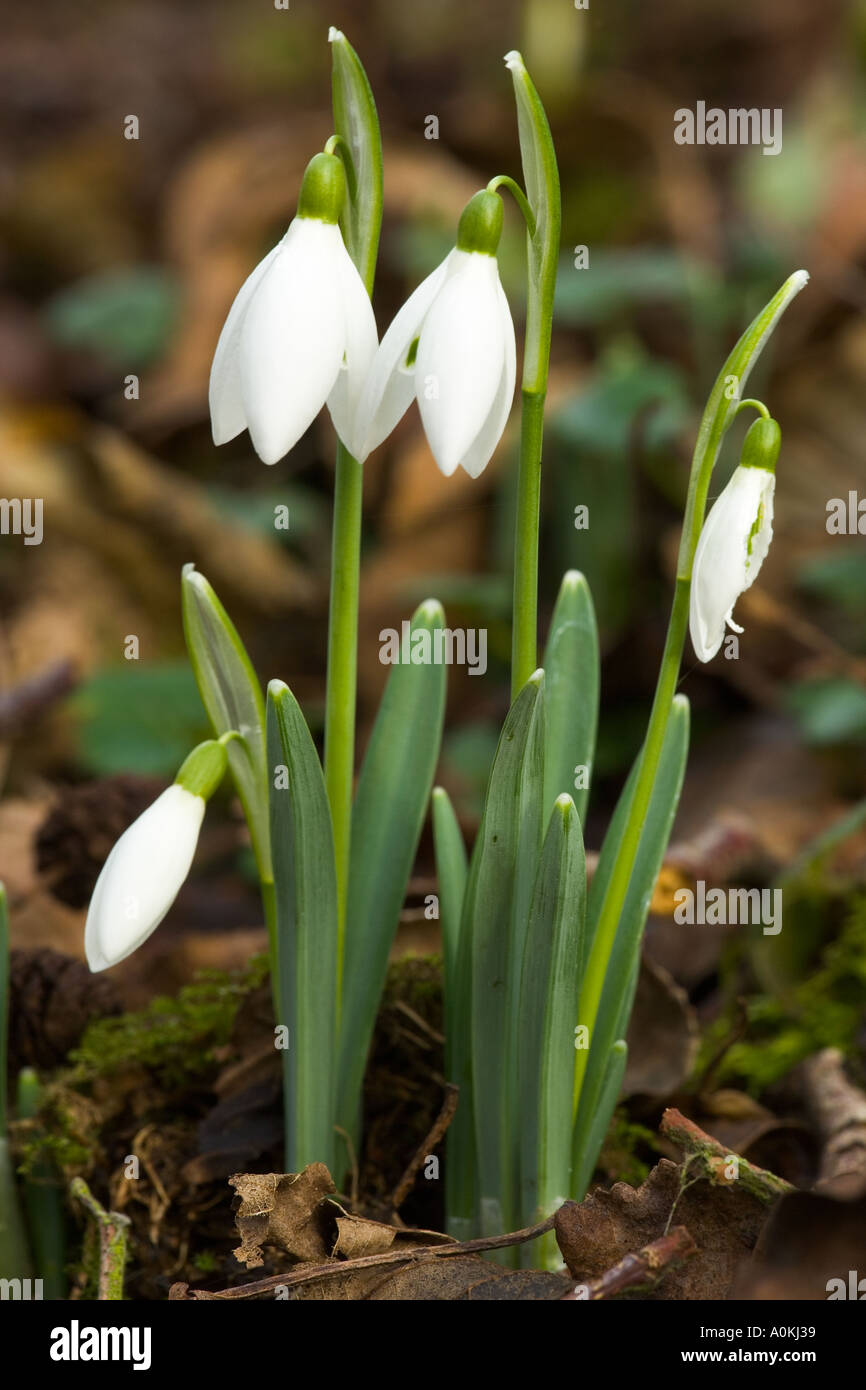 Nice stand of Snowdrops Galanthus nivalis detail view shefford bedfordshire Stock Photo