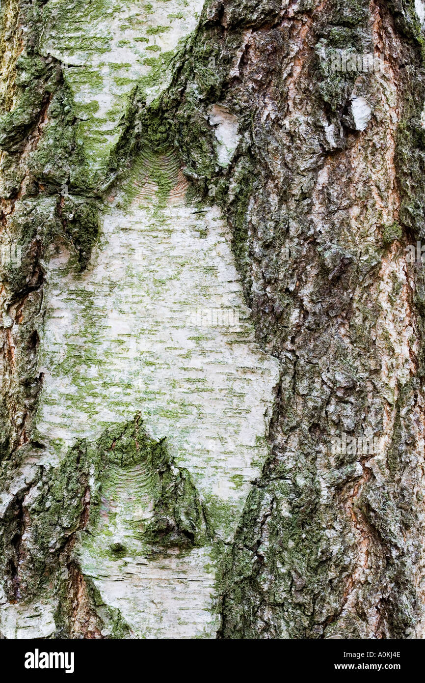 Silver Birch Betula pendula Bark Stock Photo