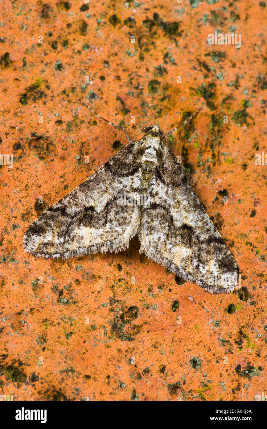 Spring Usher Agriopis leucophaearia at rest on quarry tile potton bedfordshire Stock Photo