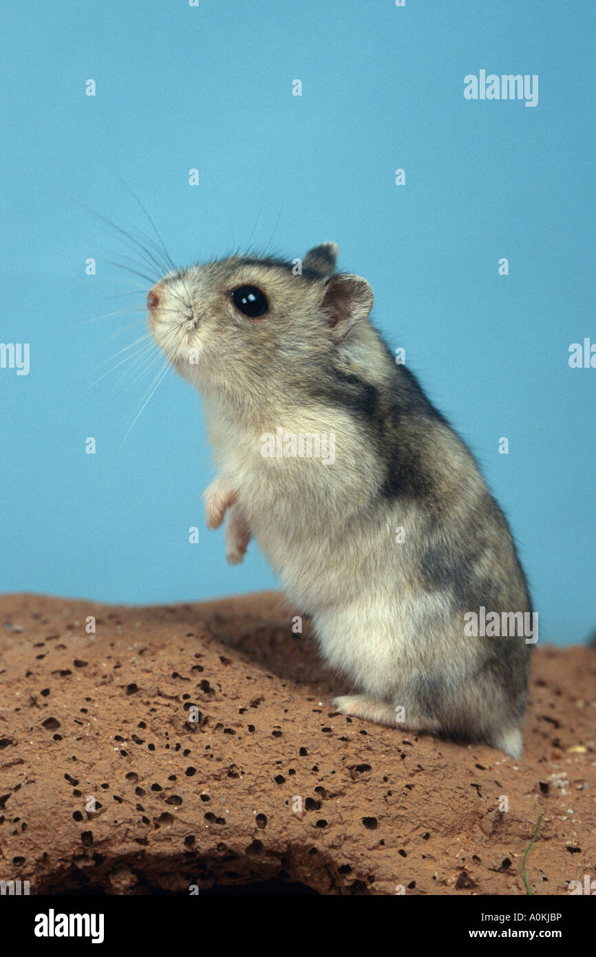 Dwarf Hamster Phodopus sungorus Siberian Hamster Russian Hamster Stock ...