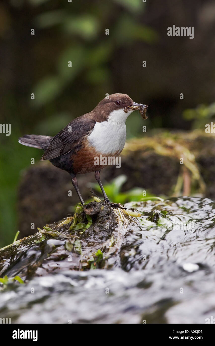 Dipper Cinclus cinclus standing looking alert on moss covered rock in stream with beak full of insects derbyshire Stock Photo